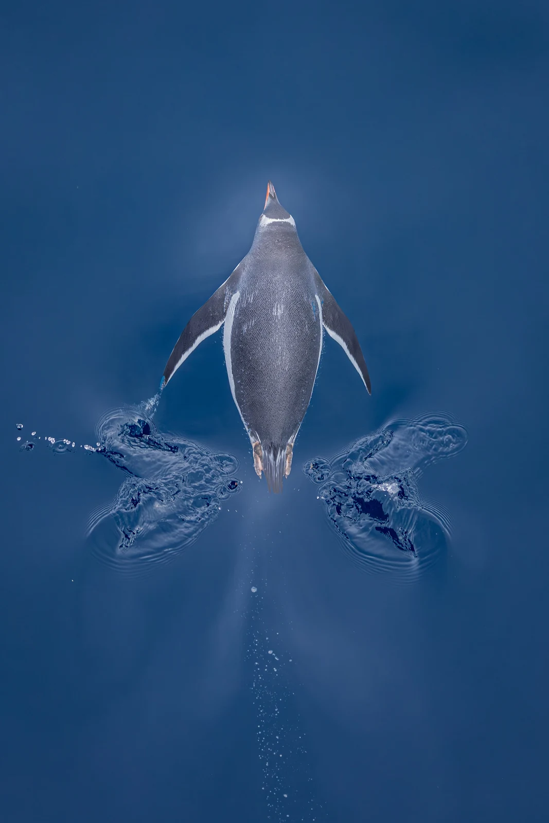 Gentoo Penguin κολυμπά στη θάλασσα φωτογραφημένος κατακόρυφα από ψηλά