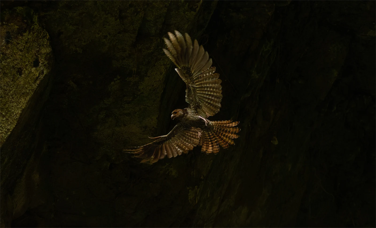 Oilbird πετά μέσα σε σκοτεινή σπηλιά στην Κολομβία