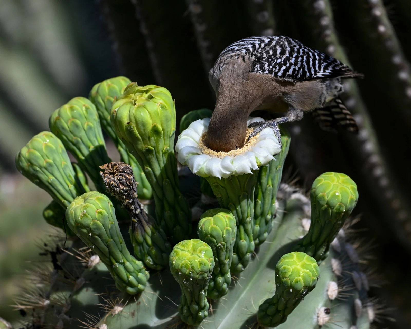 Gila Woodpecker βυθίζει το κεφάλι του σε άνθος κάκτου saguaro
