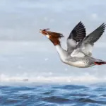 Θηλυκό Common Merganser πετά πάνω από το νερό κρατώντας ψάρι στο ράμφος