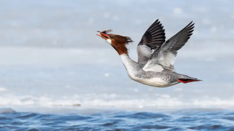 2026 Audubon Photography Awards: All 17 Photo and Video Winners