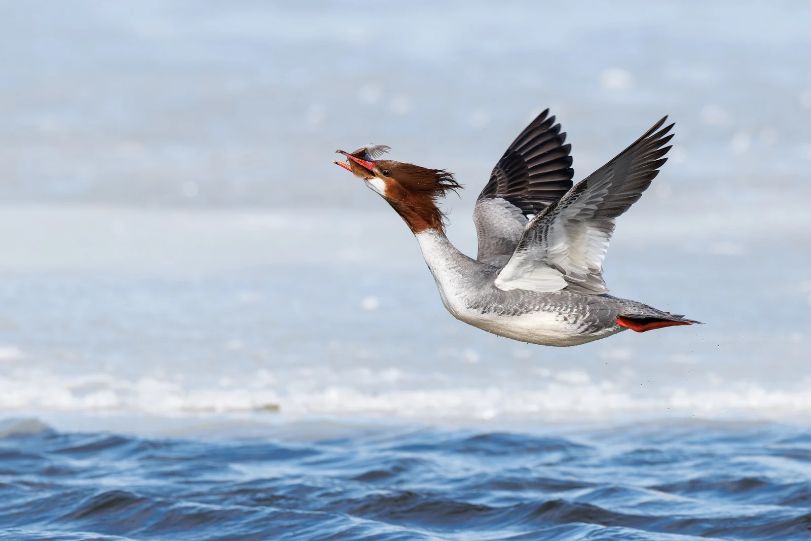 Θηλυκό Common Merganser πετά πάνω από το νερό κρατώντας ψάρι στο ράμφος