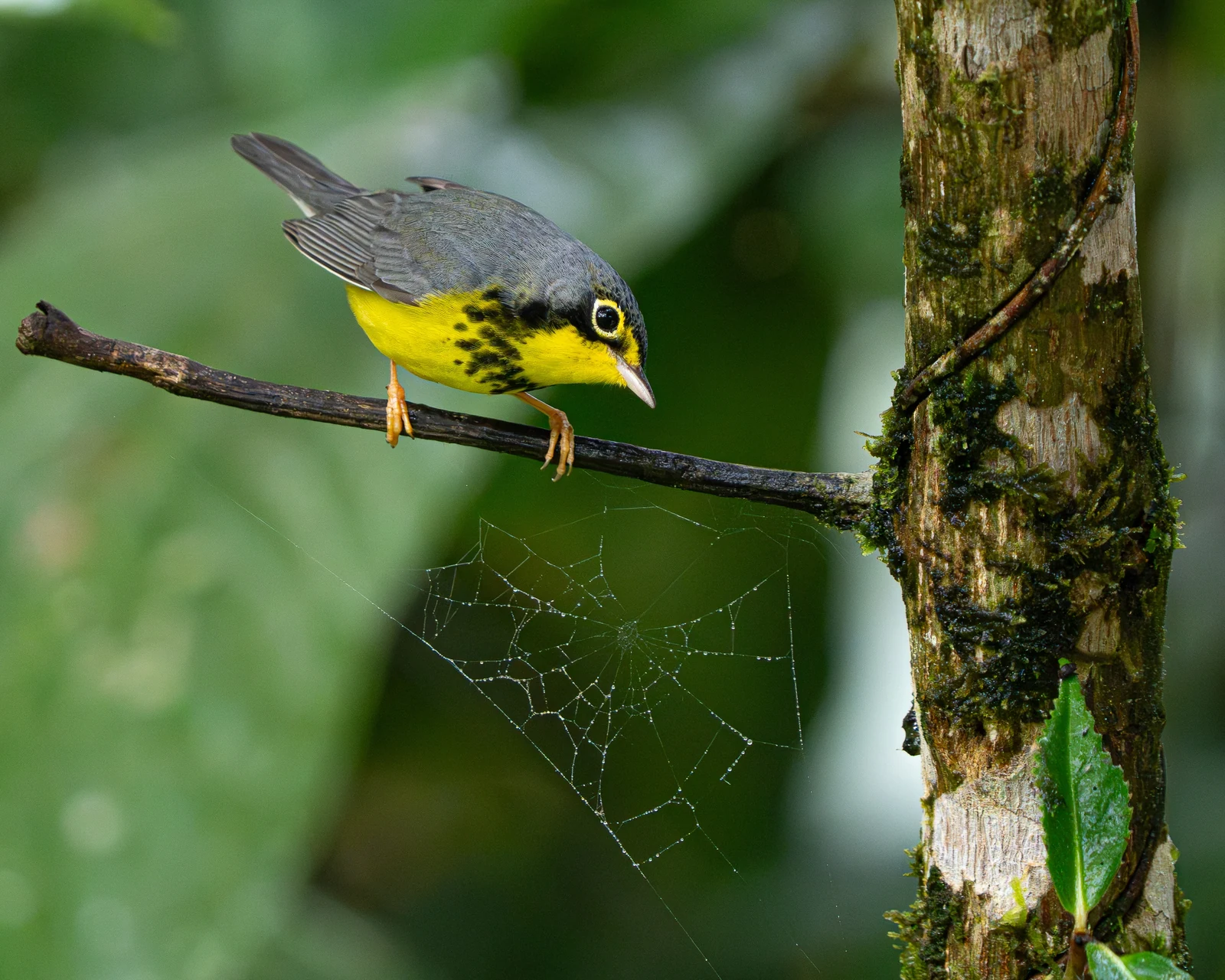 Canada Warbler κοιτά ιστό αράχνης με σταγόνες κάτω από κλαδί