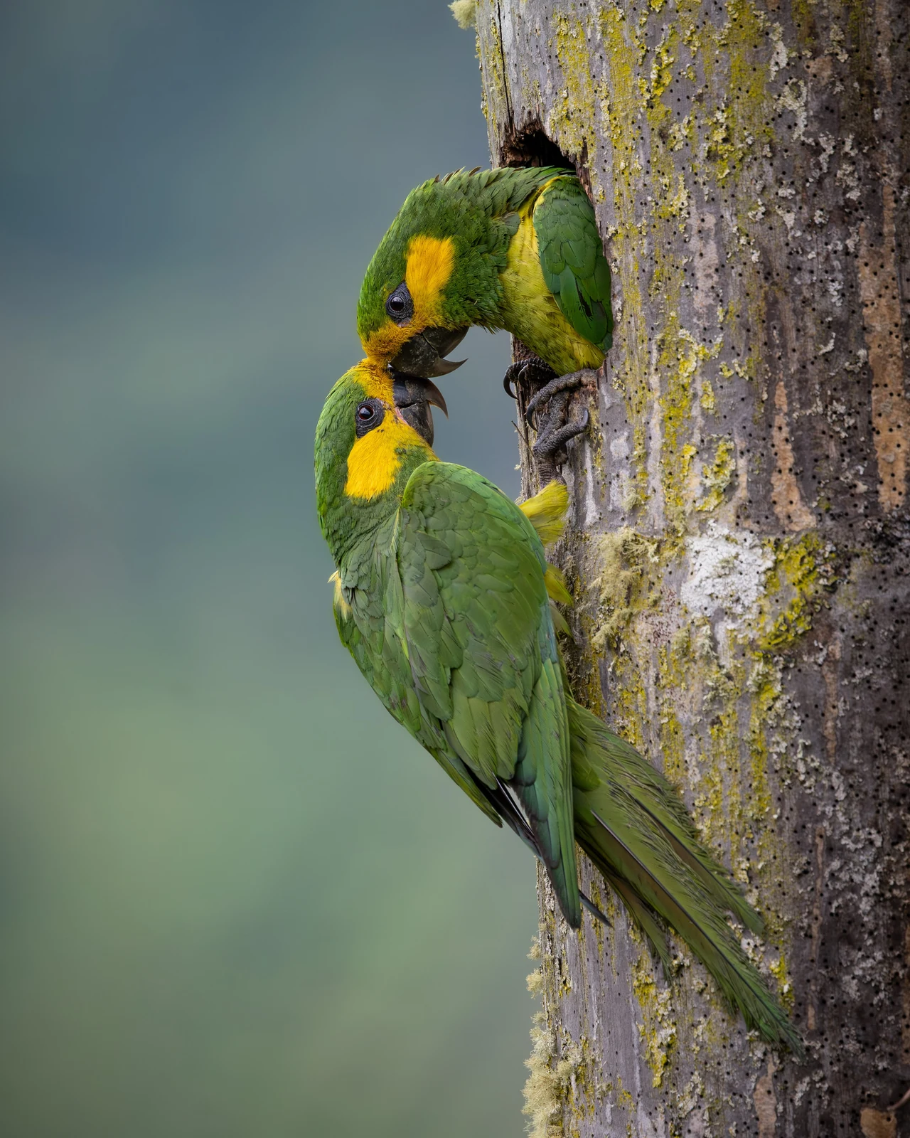 Ζευγάρι Yellow-eared Parrots αγγίζει τα κεφάλια του σε κουφάλα φοίνικα
