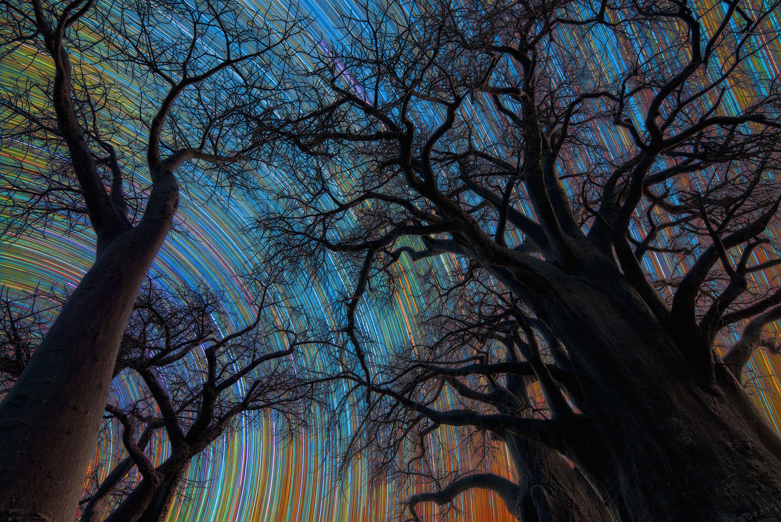 Botswana Star Trail του/της Stefano Pellegrini, Winner, Astronomy Photographer of the Year 2026