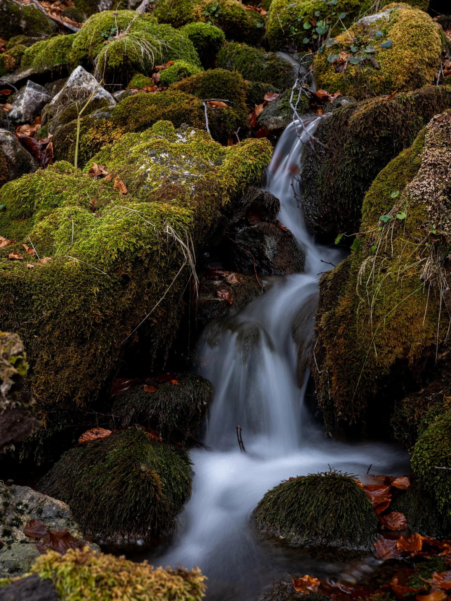 Vertical cascade between moss-covered rocks