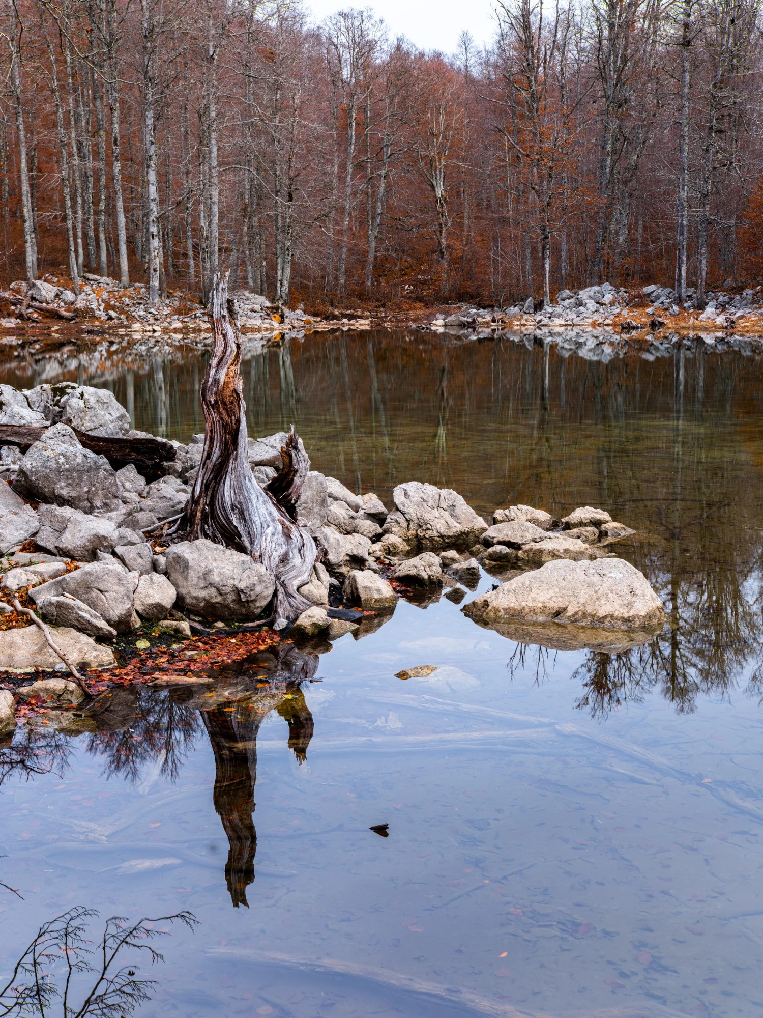 Autumn woodland and an old trunk reflected in calm water