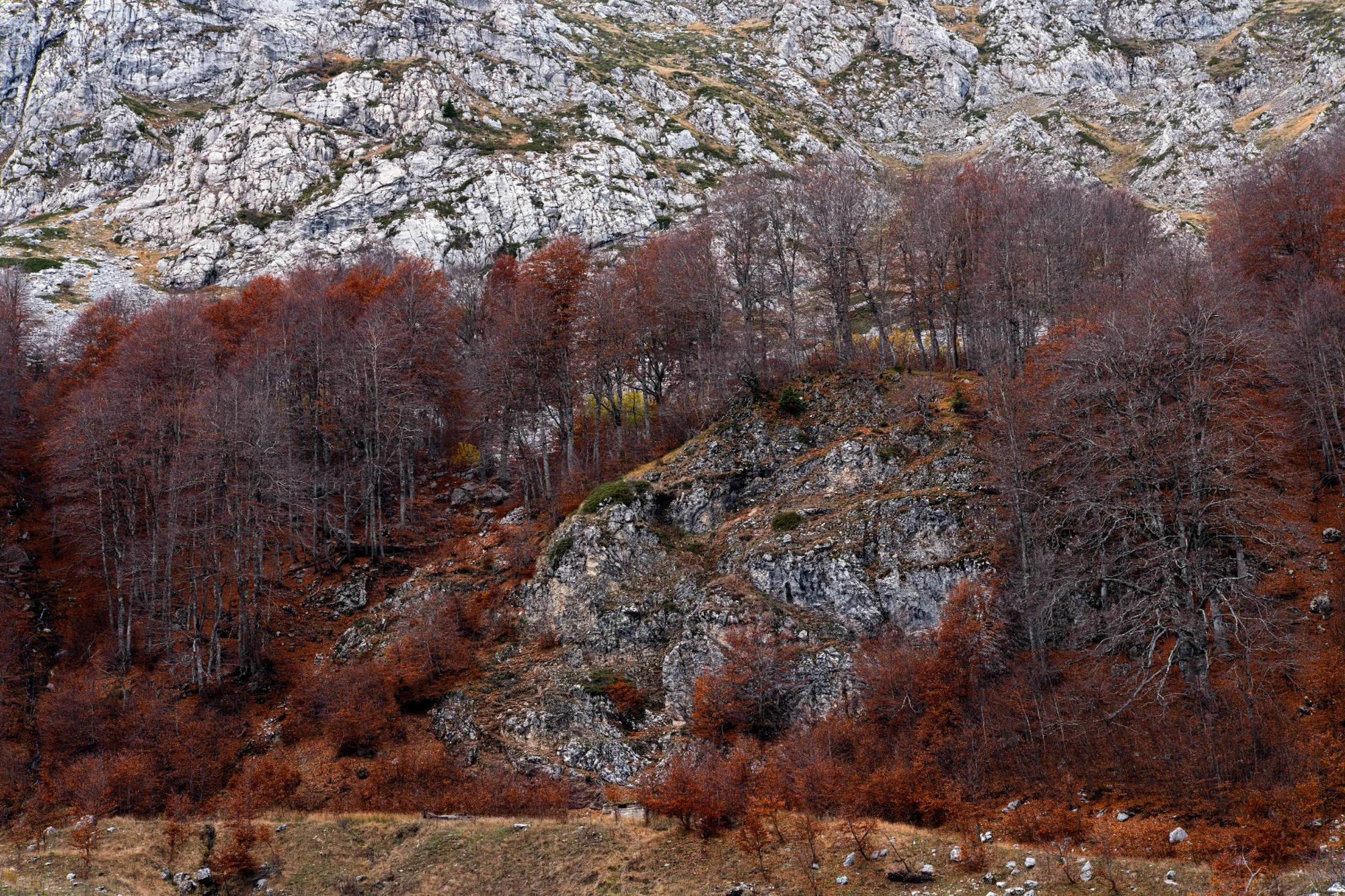 Autumn woodland beneath grey rocky formations