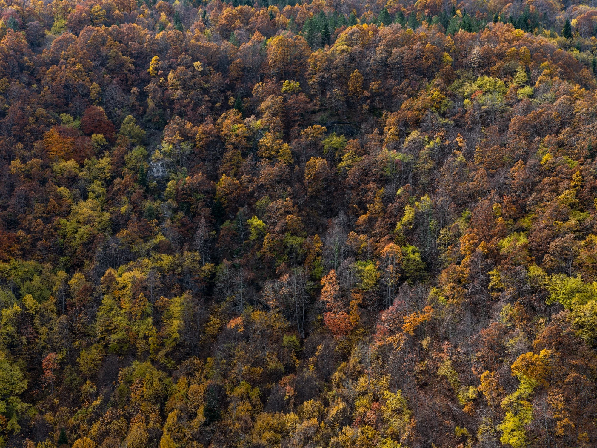 Dense autumn woodland photographed from a distance
