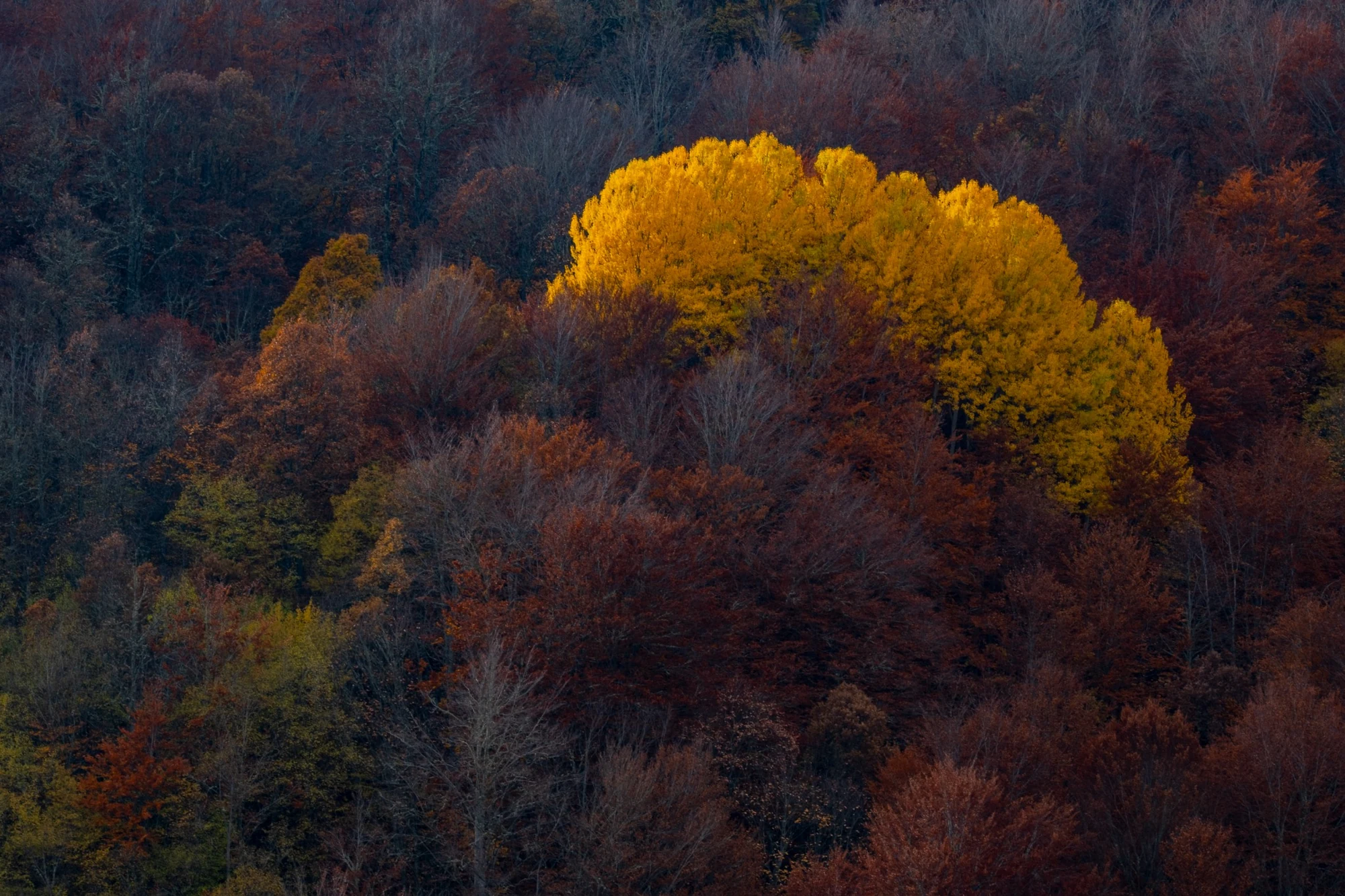 Bright yellow trees surrounded by darker autumn woodland
