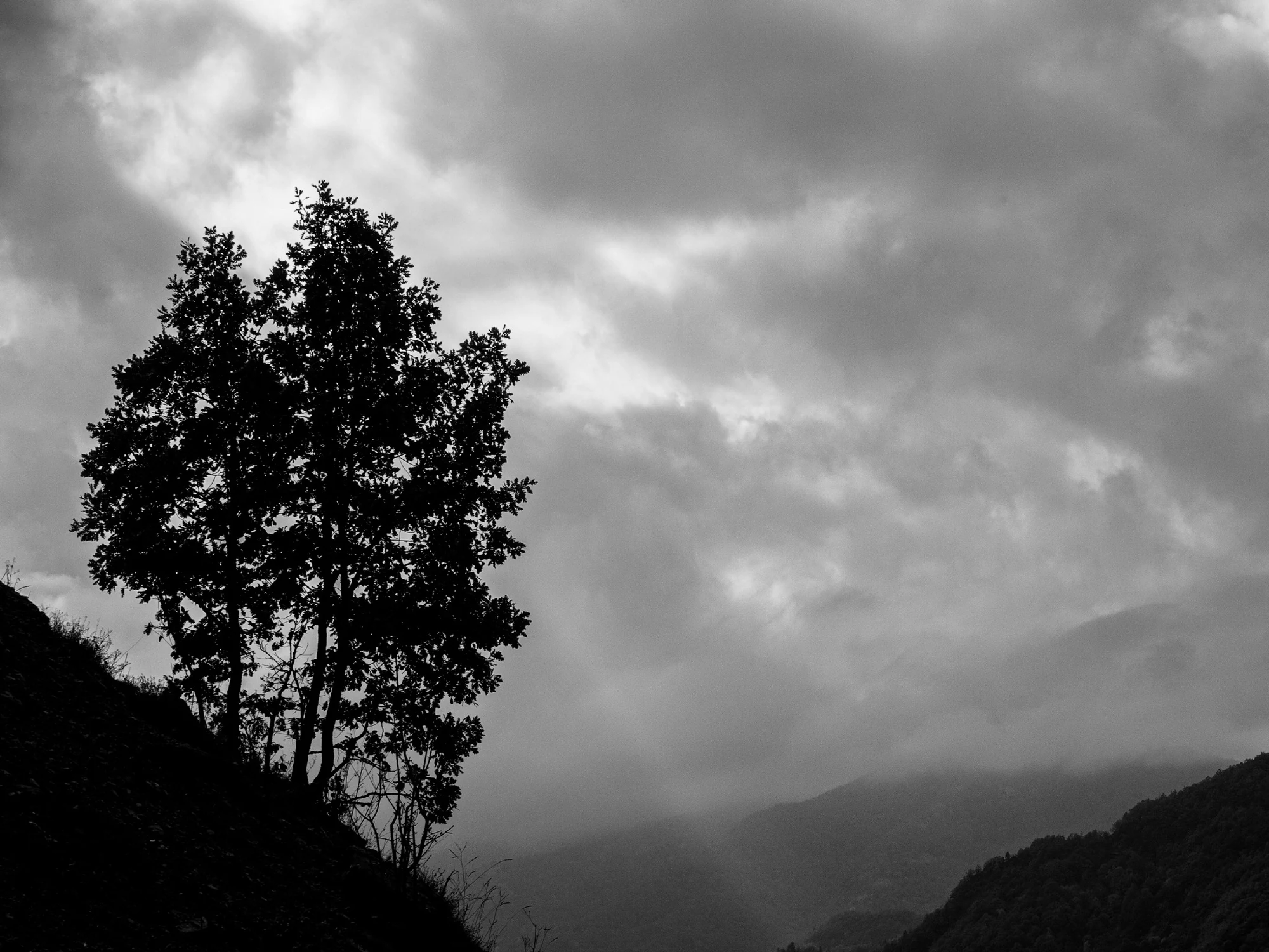 Tree silhouette with fog and heavy clouds over the mountains