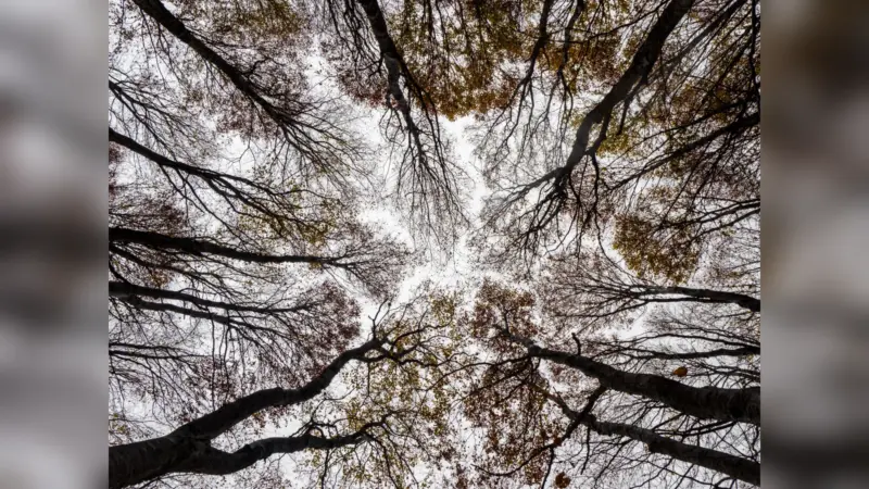 How To: Photograph an Autumn Forest Step by Step