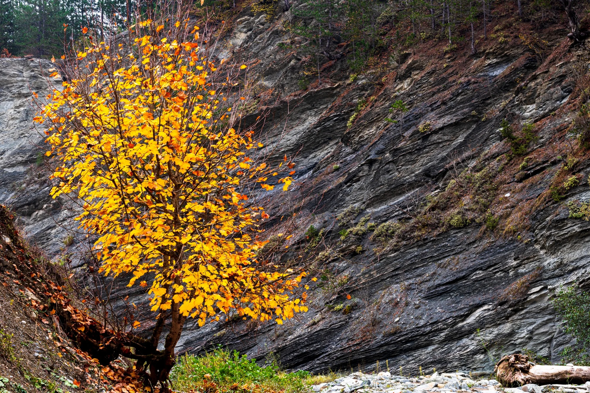 Yellow autumn tree against a grey rocky background