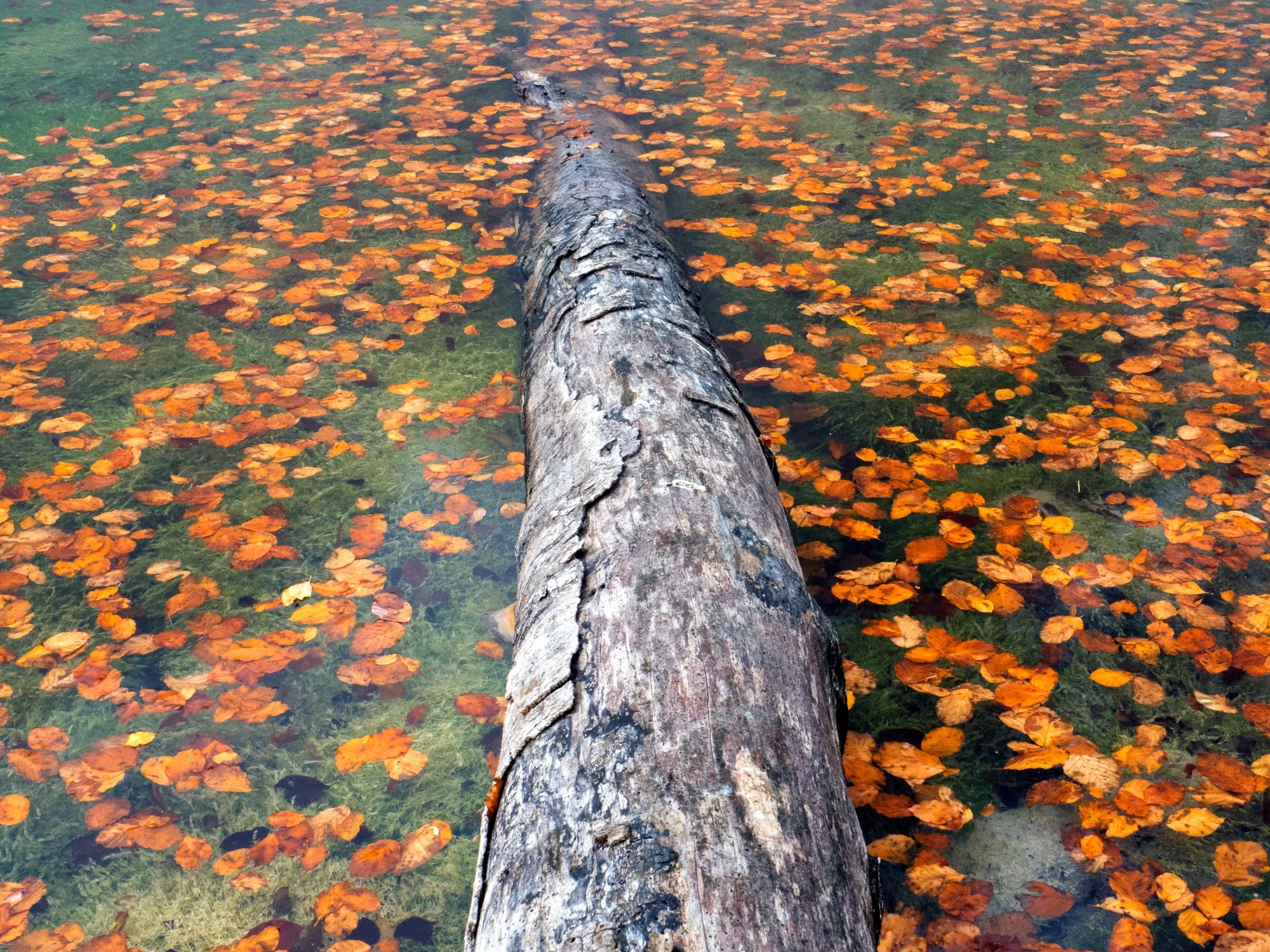 Fallen log in water covered with autumn leaves