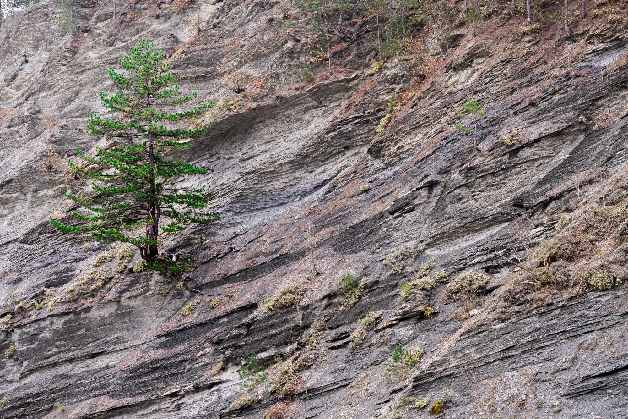 Lone pine tree on a grey rocky slope