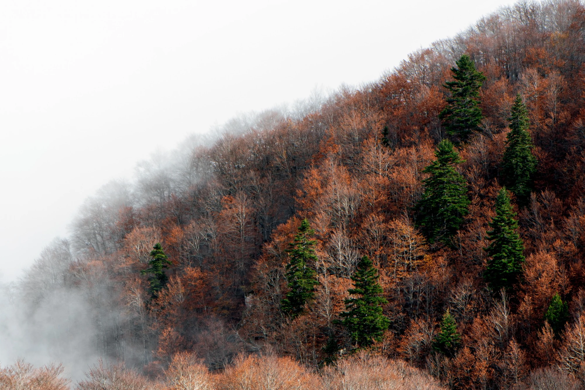 Misty wooded hillside with autumn and evergreen trees