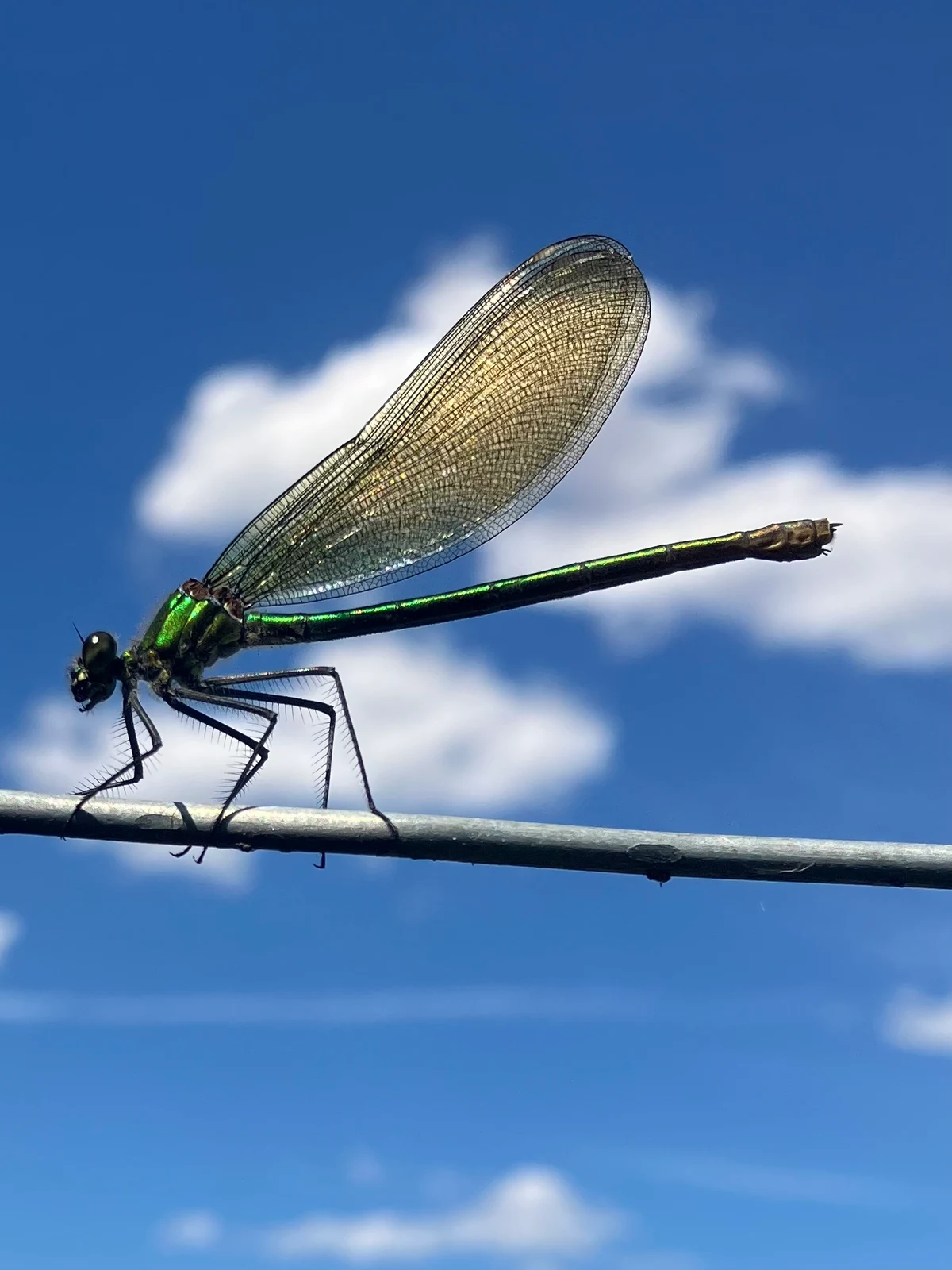 Θηλυκή banded demoiselle σε κλαδί στη φωτογραφία του Clifford Wicker