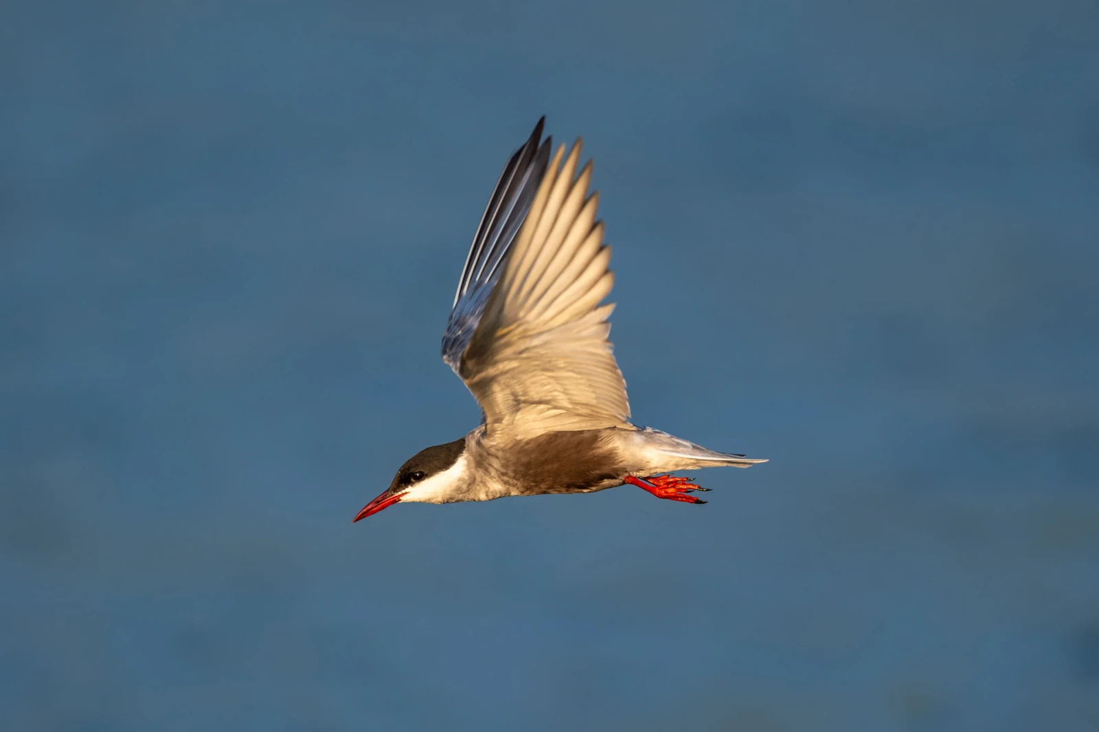 Bird photographed by Yun Zhong with the XF400mmF4.5