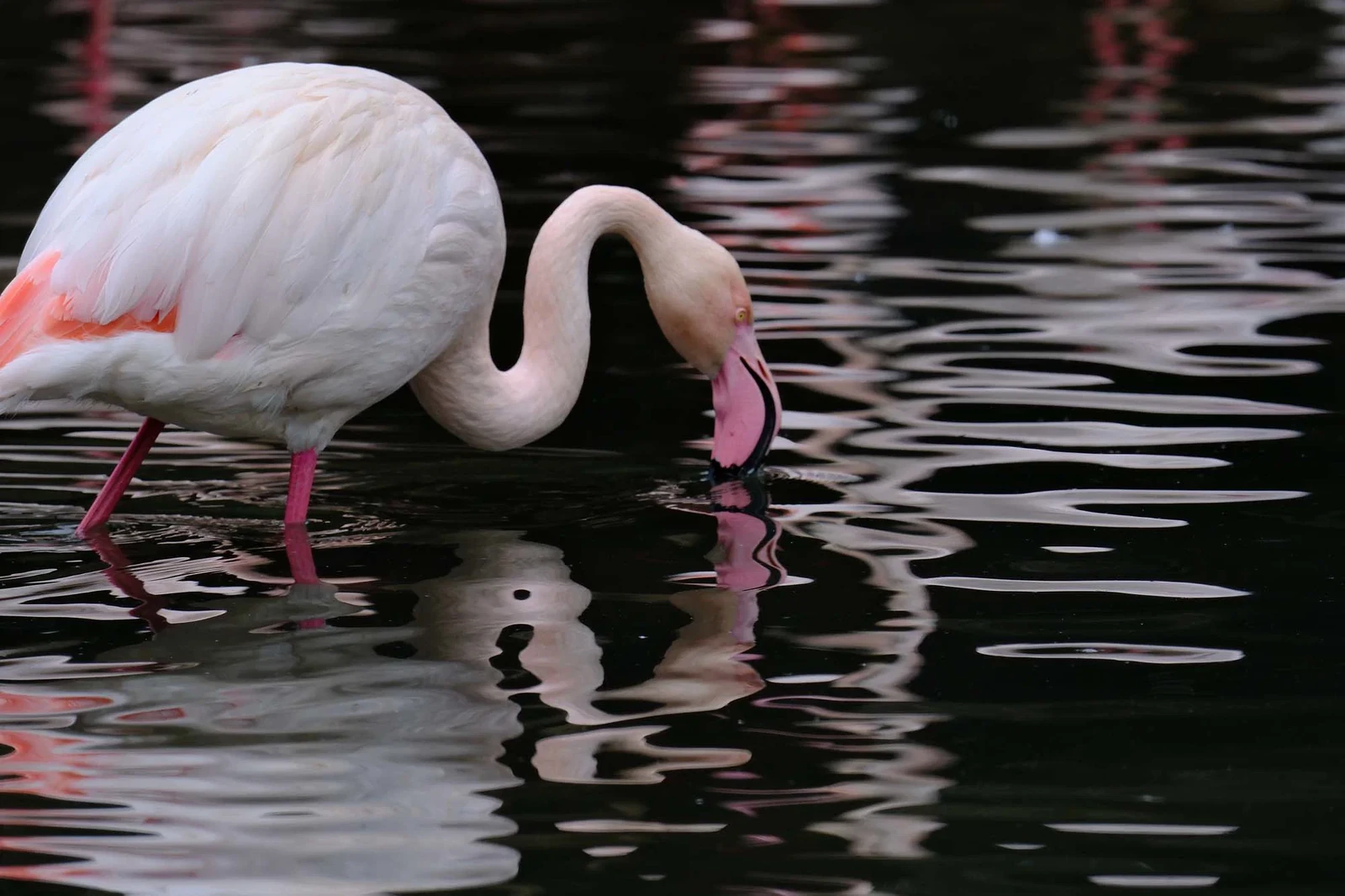 Flamingo photographed by Yukio Uchida with the XF400mmF4.5