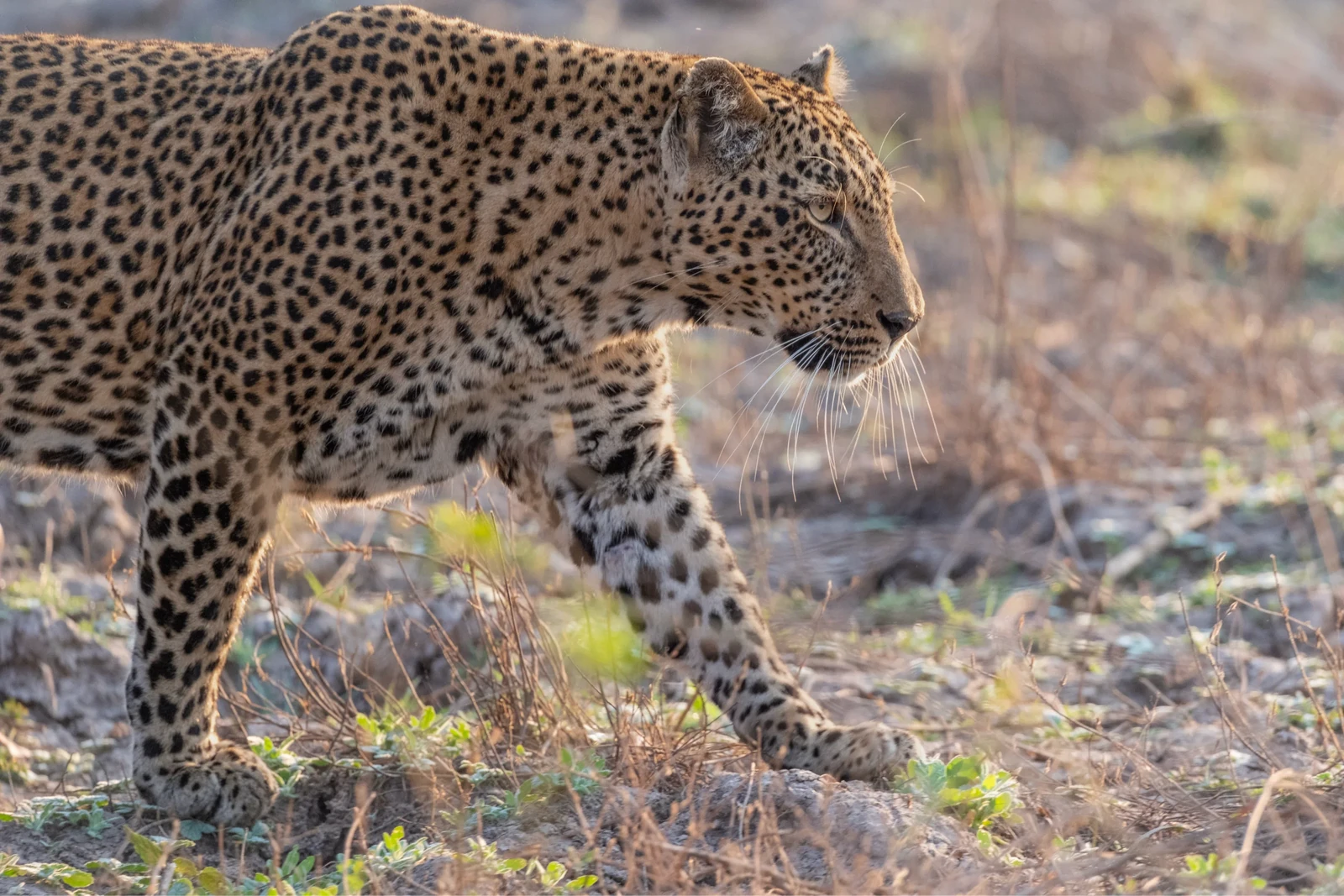 Leopard photographed by Ian Dawson with the XF400mmF4.5