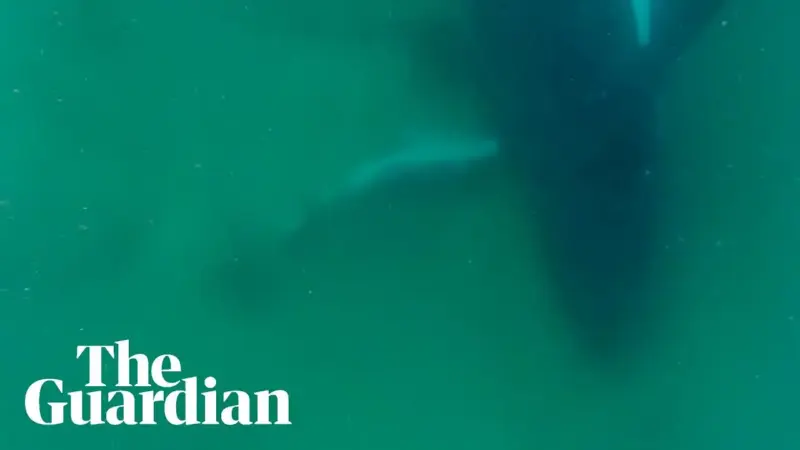 First detailed record shows humpback whale staying beside her dead newborn calf