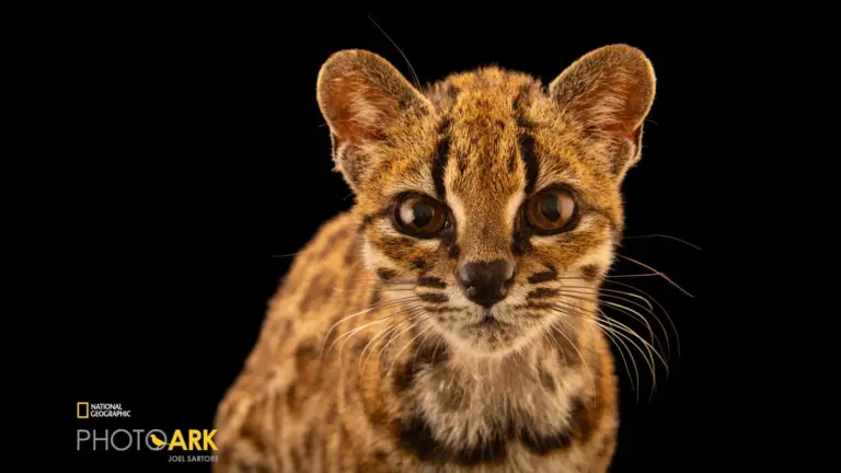 Leopardus tilcayo: Νέο είδος γάτας μετά από έναν αιώνα — στον φακό του Photo Ark
