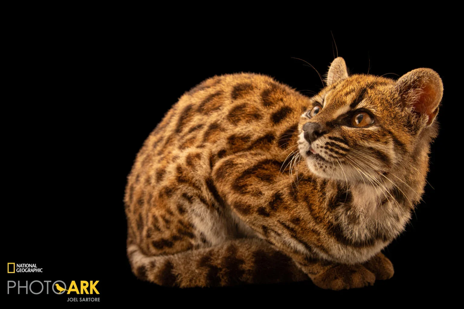 Το Leopardus tilcayo σε πλάγια στάση μπροστά στο μαύρο φόντο του Photo Ark