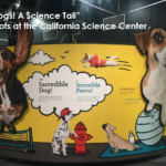 Η Maya, το Jack Russell Terrier της φωτογράφου Iryna Kalamurza που έγινε γνωστό από τα Aifolou και Wenomechainsama memes