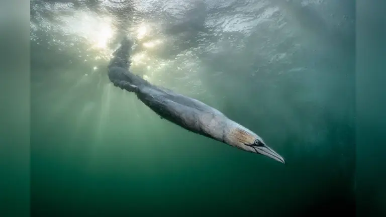 Bird Photographer of the Year 2026: Η «εκτόξευση» μιας σούλας κέρδισε την κορυφή