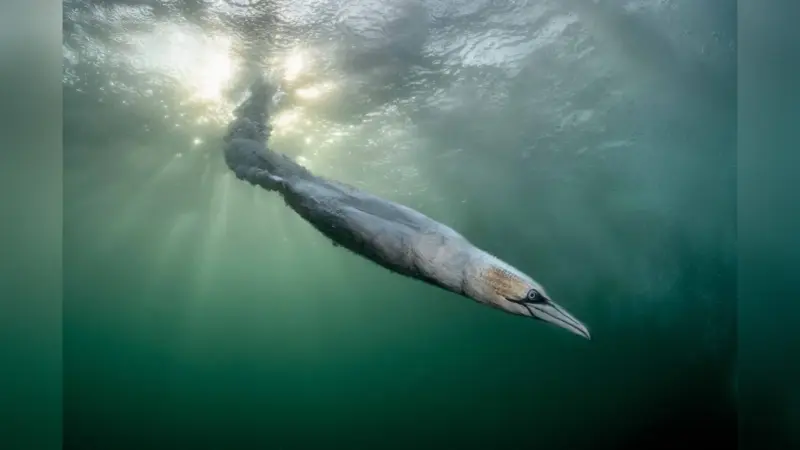 Bird Photographer of the Year 2026: Η «εκτόξευση» μιας σούλας κέρδισε την κορυφή