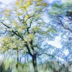 Φωτογραφία από τη σειρά ?Trees Dance! του Τάσου Βρεττού στη Nitra Gallery