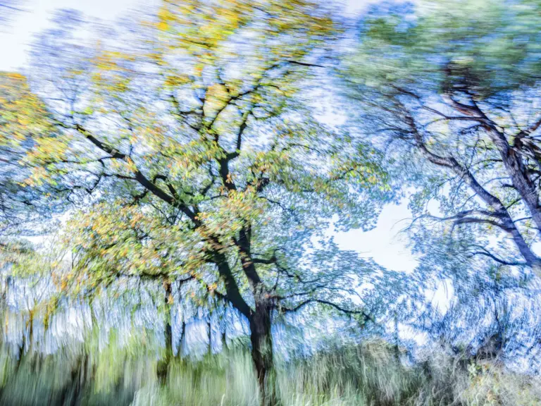?Trees Dance!: Ο Τάσος Βρεττός μετατρέπει την κίνηση σε φωτογραφία