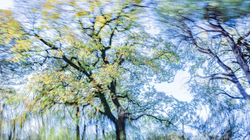 Tassos Vrettos: Trees “Dance” in His New Photography Exhibition