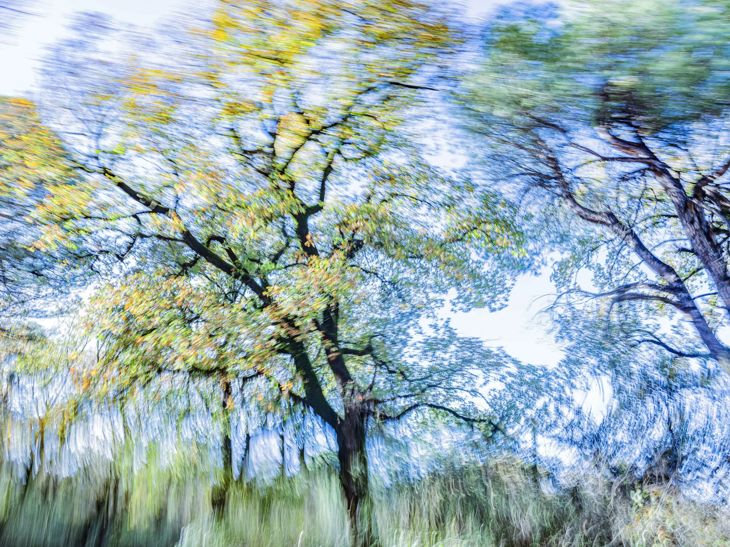 Φωτογραφία από τη σειρά ?Trees Dance! του Τάσου Βρεττού στη Nitra Gallery