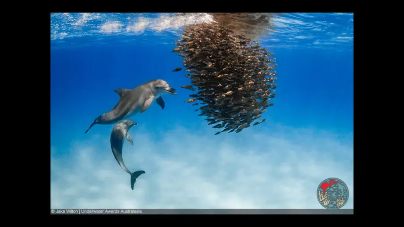 Underwater Awards Australasia 2026: A seadragon film wins Best of Show