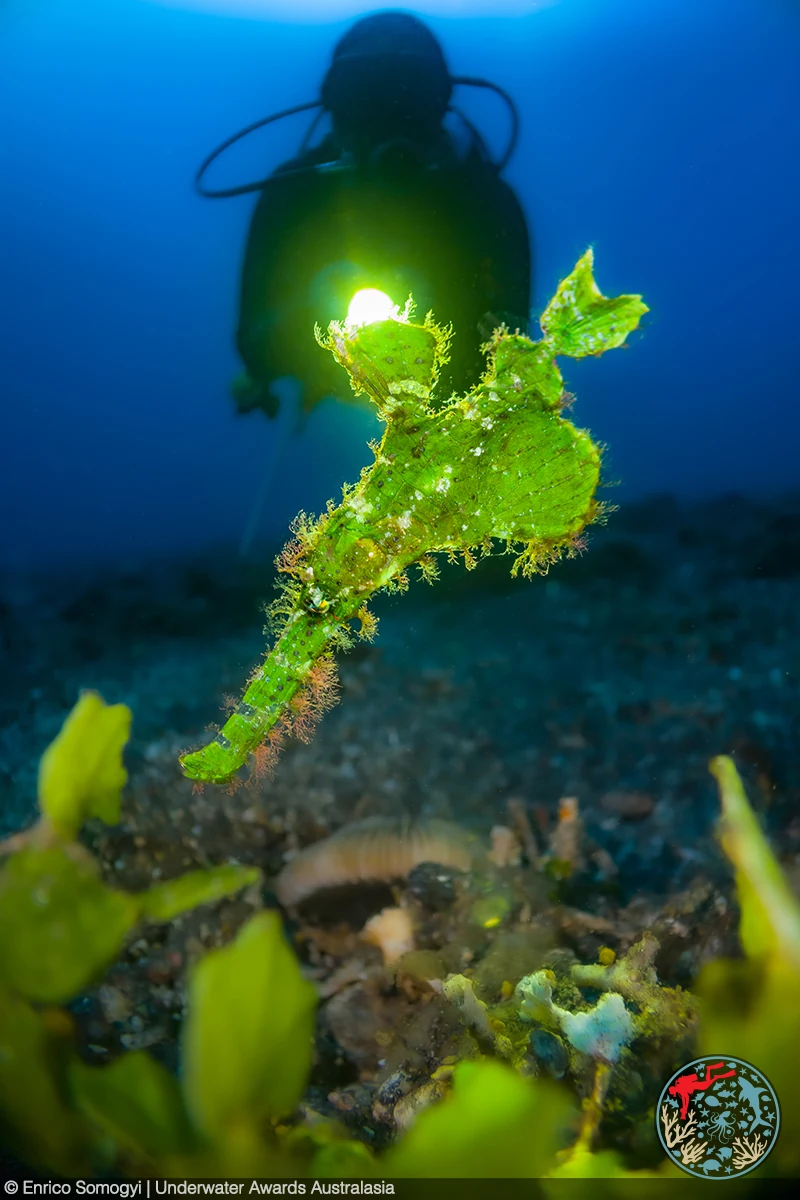 Halimeda ghost pipefish σε υποβρύχια φωτογραφία του Enrico Somogyi