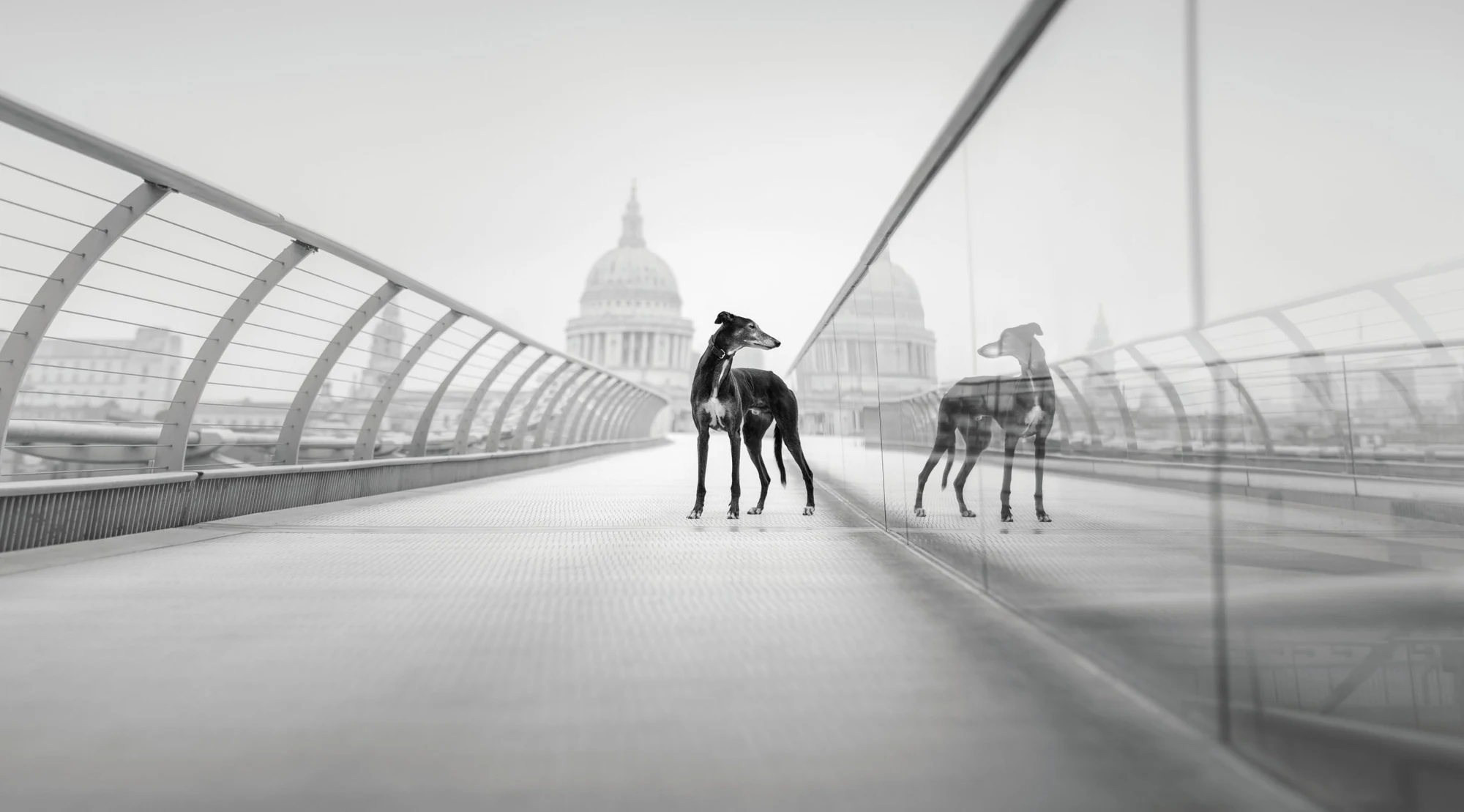 A galgo on a London pedestrian bridge in Elena Marchi’s Beyond the Track