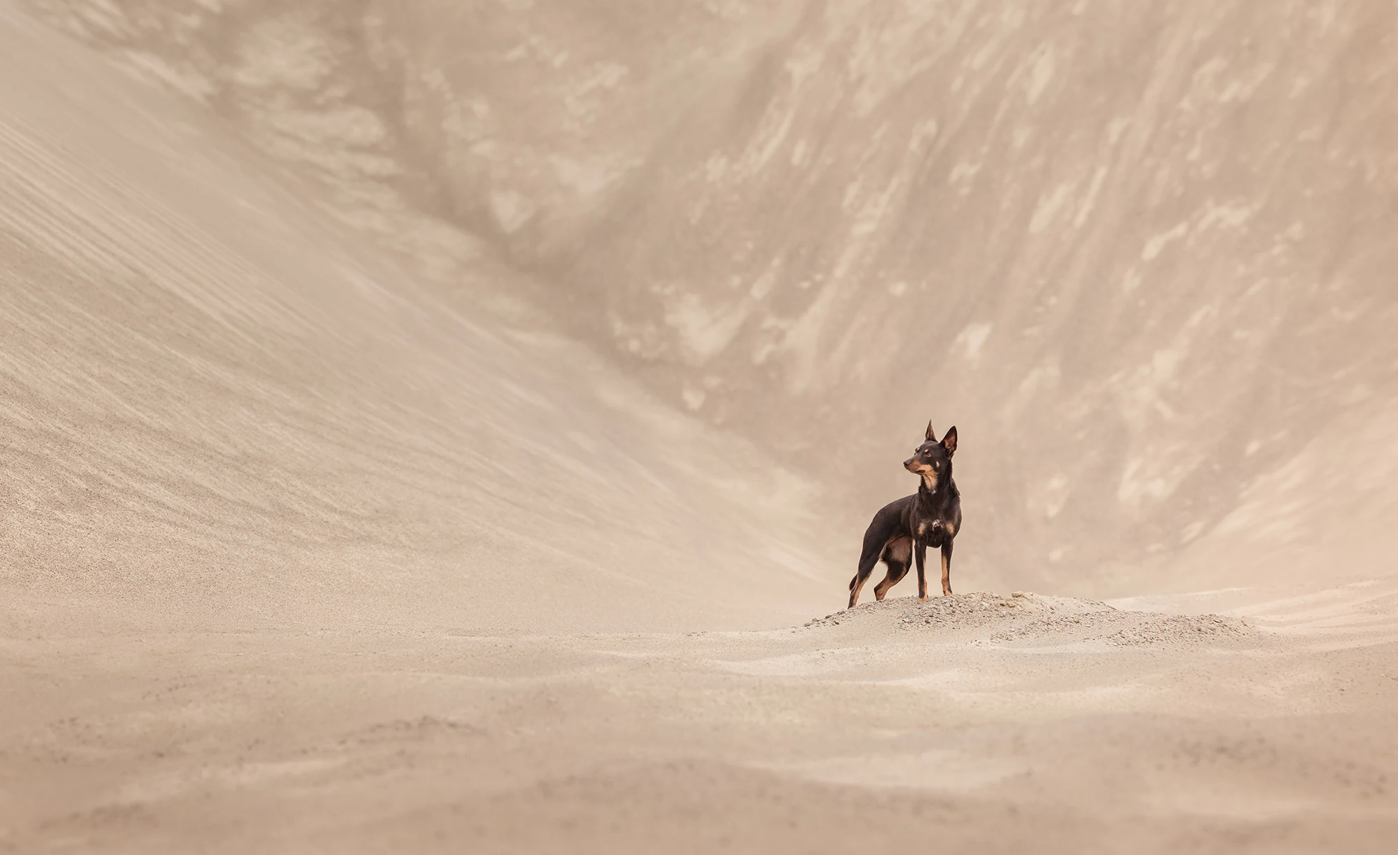 A dog in an open landscape in Kairi Laiapea’s It's Her World