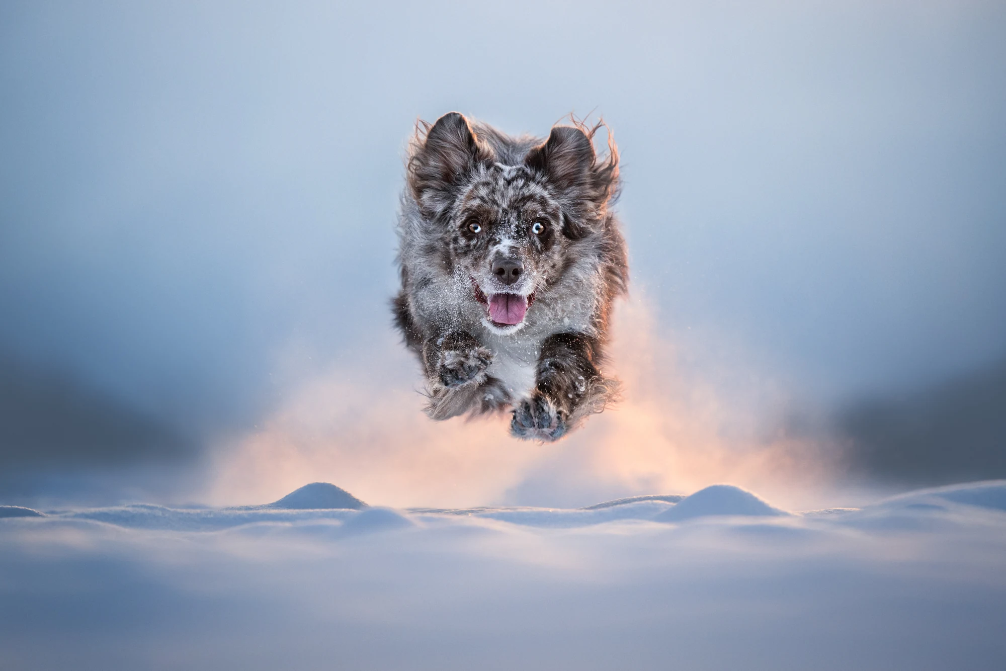 Australian Shepherd Ori runs through snow in Nika Kuplenk Golobič’s Winter Launch