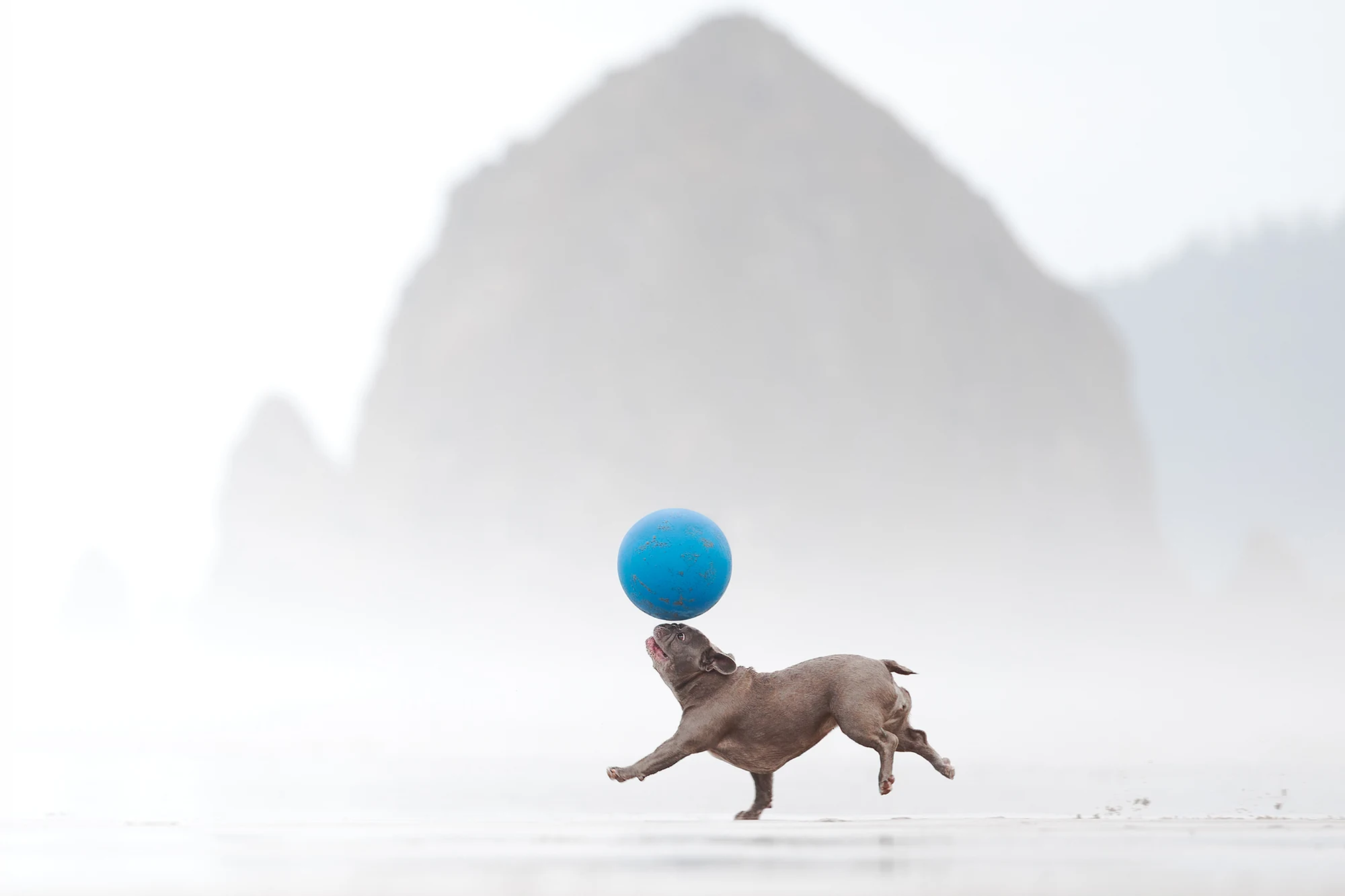 Lulu runs on a beach balancing a blue ball in Gavriella Leon’s Mission Balance