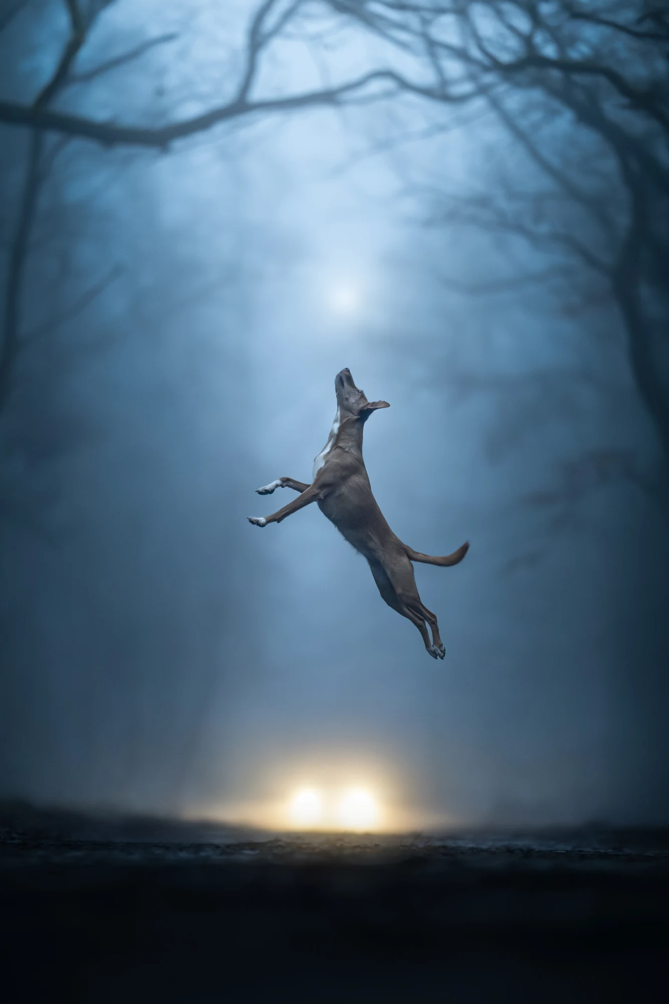 A dog appears suspended mid-jump in front of a dark forest in Linda Glomb’s Weightless