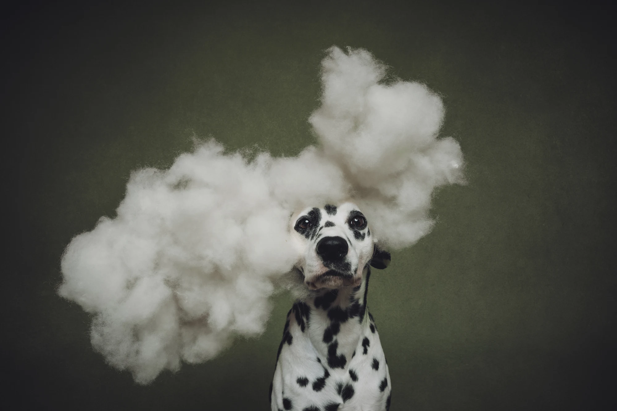 A Dalmatian surrounded by a white cloud in Jill Garrett’s Head in the Clouds