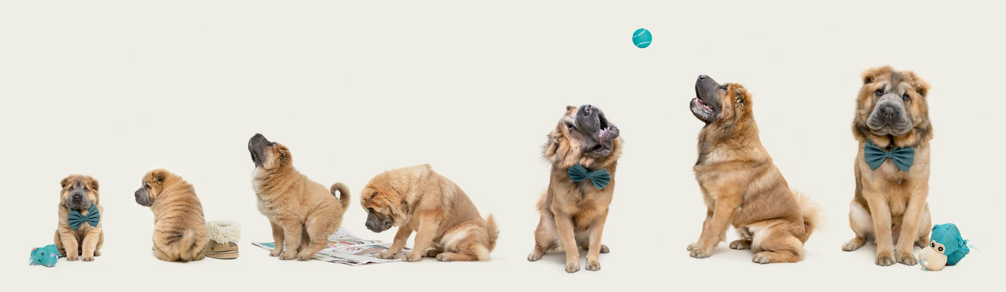 A studio sequence showing a dog at different stages of growth in Belinda Richards’ This Is Growing Up