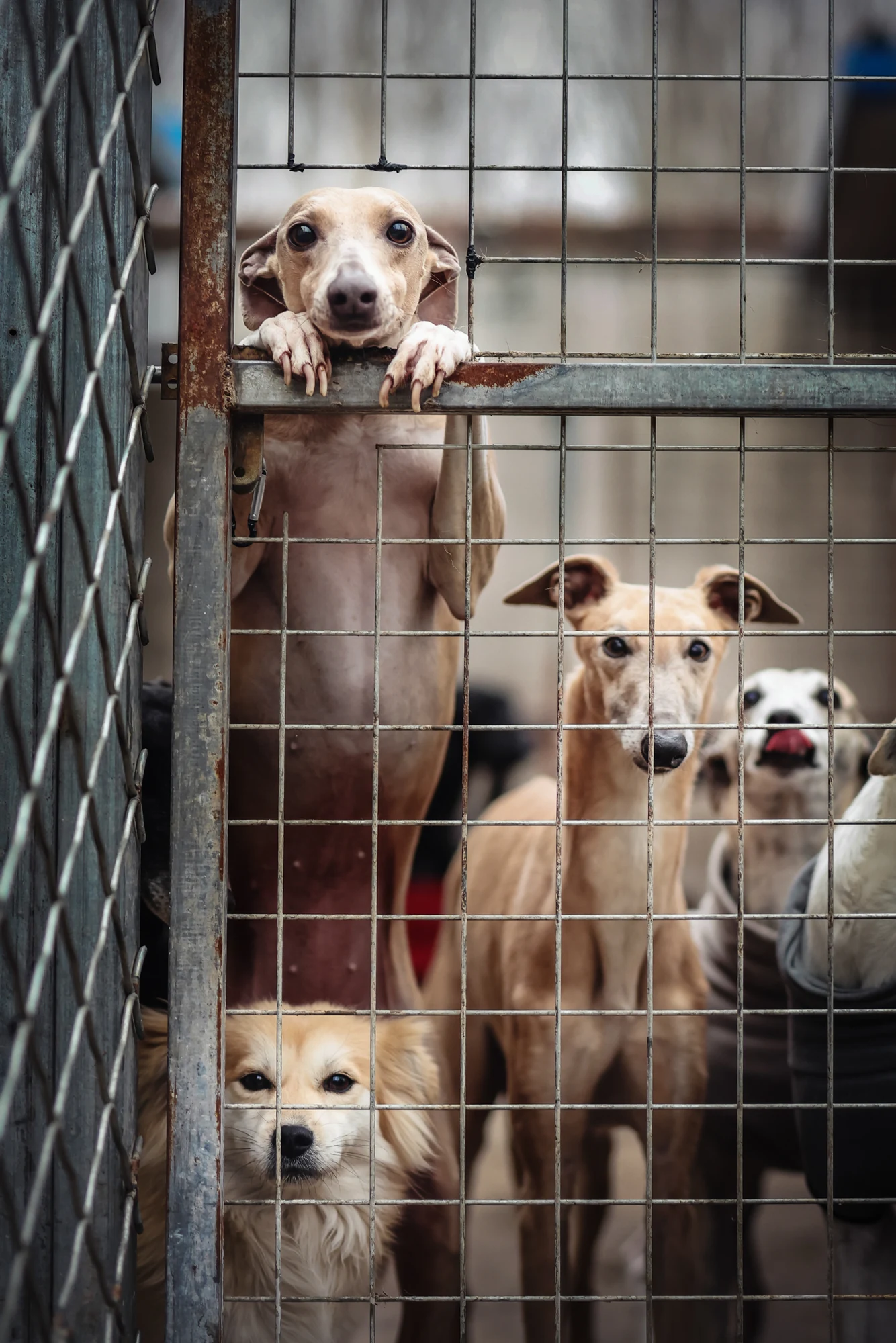 Rescued dogs look through shelter bars in Tianhang Zhang’s Waiting