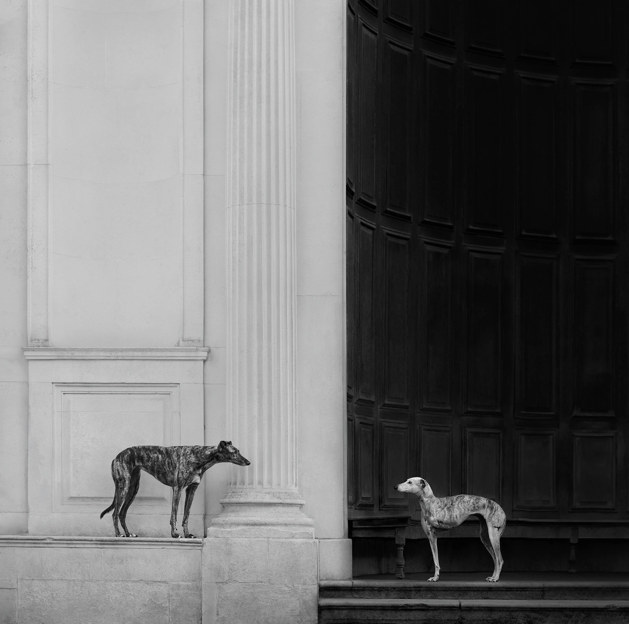 Two sighthounds face each other in the black-and-white architectural composition Run. by Elena Marchi