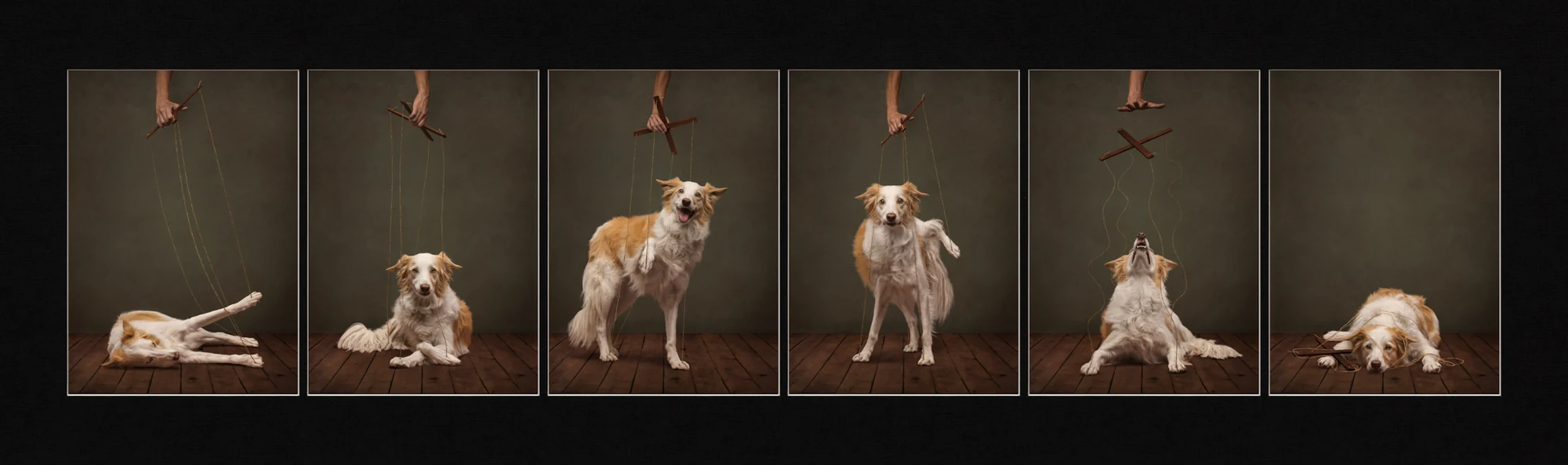 A multi-frame studio composition featuring a dog in Callie Soden’s Loosing Control