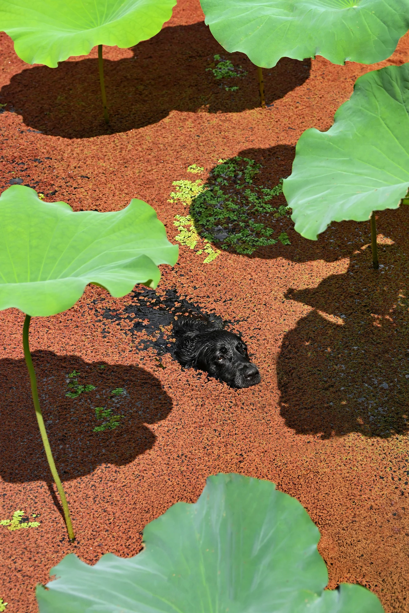 A dog swims among lotus leaves in Tianhang Zhang’s Swimming