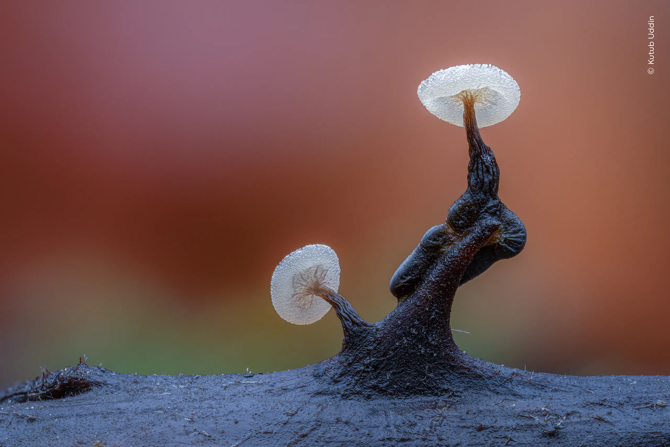 A World in Miniature, φωτογραφία του Kutub Uddin