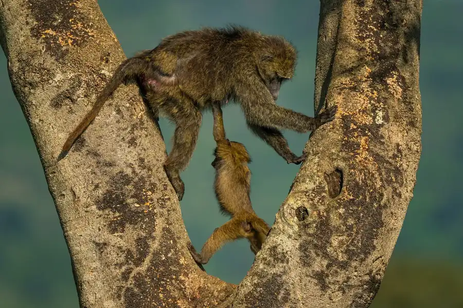 Φωτογραφία «Hercules, the baboon» του/της Andy Parkinson, φιναλίστ των Nikon Comedy Wildlife Awards 2026