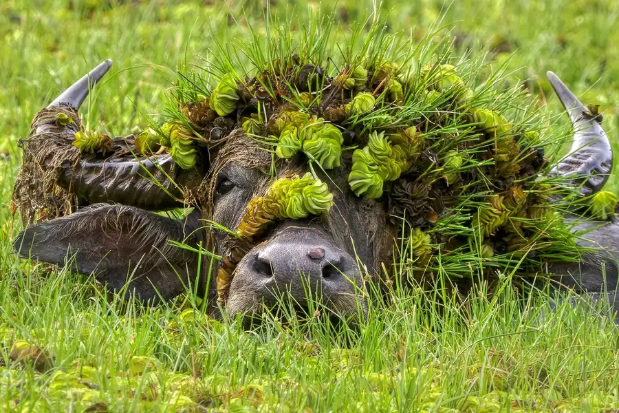Φωτογραφία «Doris with her hat» του/της Andy Rouse, φιναλίστ των Nikon Comedy Wildlife Awards 2026